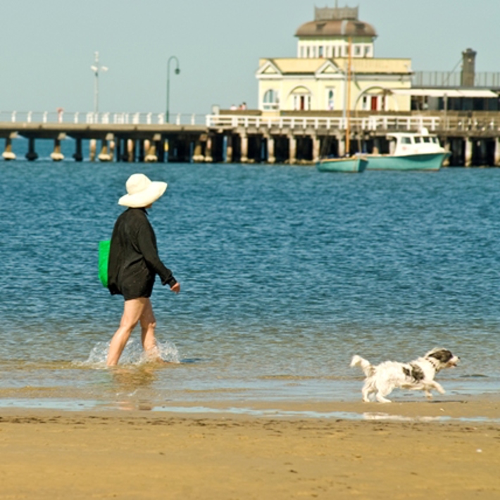 Women wading through the water on St Kilda West dog beach with two dogs off leash and the St Kilda Pier in the background.  